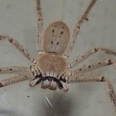 Isopeda sp. (genus) (Huntsman Spider) at Conder, ACT - 10 Jan 2022 by MichaelBedingfield