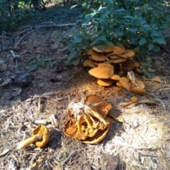 Gymnopilus junonius (Spectacular Rustgill) at Parkes, ACT - 10 Apr 2021 by JasoL