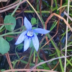 Isotoma fluviatilis subsp. australis at Kambah, ACT - 28 Apr 2022