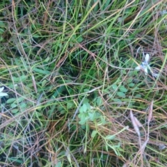 Isotoma fluviatilis subsp. australis at Kambah, ACT - 28 Apr 2022 03:57 PM