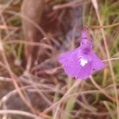Utricularia dichotoma (Fairy Aprons, Purple Bladderwort) at Kambah, ACT - 28 Apr 2022 by RosemaryRoth