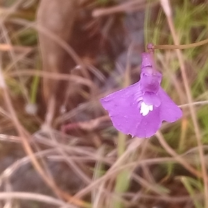 Utricularia dichotoma at Kambah, ACT - 28 Apr 2022