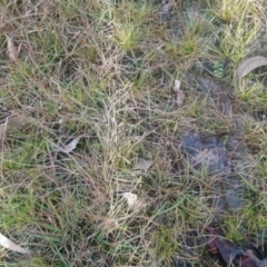 Utricularia dichotoma at Kambah, ACT - 28 Apr 2022 04:04 PM