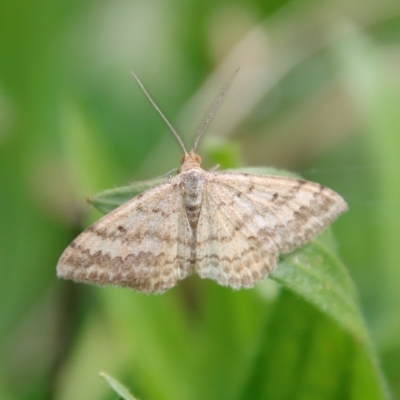 Scopula rubraria (Reddish Wave, Plantain Moth) at Hughes, ACT - 29 Apr 2022 by LisaH