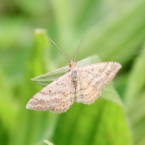 Scopula rubraria at Hughes, ACT - 29 Apr 2022 12:10 PM