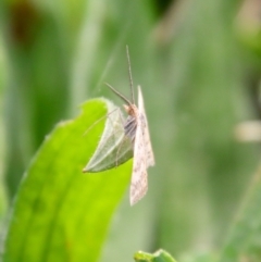 Scopula rubraria at Hughes, ACT - 29 Apr 2022 12:10 PM