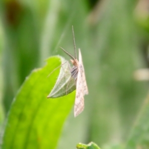 Scopula rubraria at Hughes, ACT - 29 Apr 2022 12:10 PM