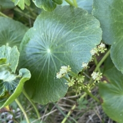 Hydrocotyle bonariensis (Pennywort) at Edrom, NSW - 23 Apr 2022 by JaneR