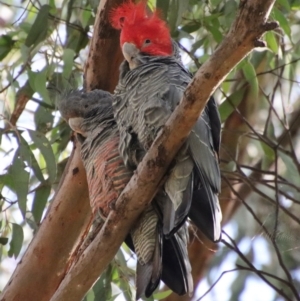 Callocephalon fimbriatum at Hughes, ACT - suppressed