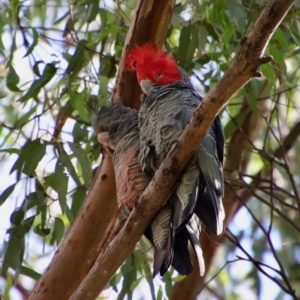 Callocephalon fimbriatum at Hughes, ACT - 29 Apr 2022