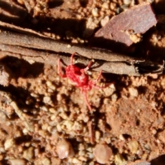 Trombidiidae (family) at Hughes, ACT - 29 Apr 2022