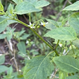 Solanum chenopodioides at Edrom, NSW - 23 Apr 2022 10:50 AM