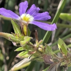 Scaevola aemula (Common Fan-flower) at Edrom, NSW - 23 Apr 2022 by JaneR