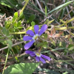 Scaevola aemula at Edrom, NSW - 23 Apr 2022 10:23 AM