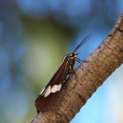 Nyctemera amicus (Senecio Moth, Magpie Moth, Cineraria Moth) at Kambah, ACT - 29 Apr 2022 by MatthewFrawley