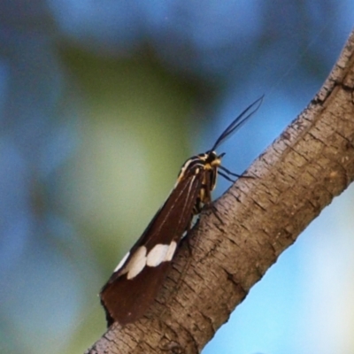 Nyctemera amicus (Senecio Moth, Magpie Moth, Cineraria Moth) at Mount Taylor - 29 Apr 2022 by MatthewFrawley