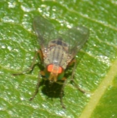 Pygophora sp. (genus) (A muscid fly) at Jerrabomberra, NSW - 20 Apr 2022 by TmacPictures