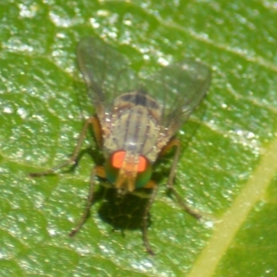 Pygophora sp. (genus) (A muscid fly) at Jerrabomberra, NSW - 20 Apr 2022 by TmacPictures