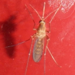 Culicidae (family) (A mosquito) at Jerrabomberra, NSW - 18 Apr 2022 by Tmac