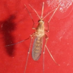 Culicidae (family) (A mosquito) at Jerrabomberra, NSW - 18 Apr 2022 by TmacPictures