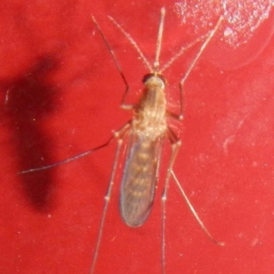 Culicidae (family) (A mosquito) at Jerrabomberra, NSW - 18 Apr 2022 by Tmac