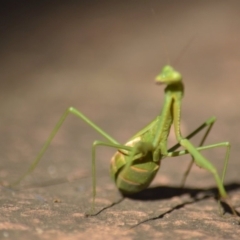 Pseudomantis albofimbriata (False garden mantis) at Jerrabomberra, NSW - 29 Apr 2022 by TmacPictures