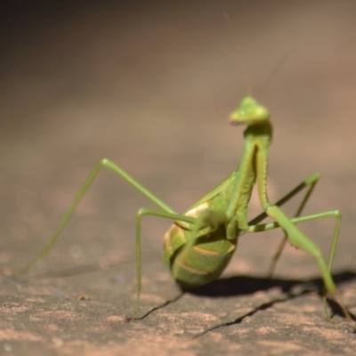 Pseudomantis albofimbriata (False garden mantis) at Jerrabomberra, NSW - 29 Apr 2022 by TmacPictures