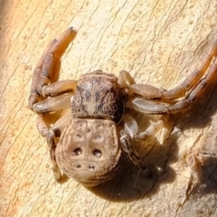 Cymbacha ocellata (Crab spider) at Stromlo, ACT - 29 Apr 2022 by Kurt