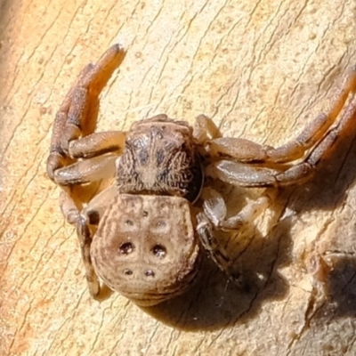Cymbacha ocellata (Crab spider) at Molonglo River Reserve - 28 Apr 2022 by Kurt