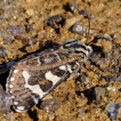 Apina callisto (Pasture Day Moth) at Stromlo, ACT - 29 Apr 2022 by Kurt