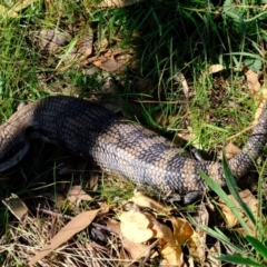 Tiliqua scincoides scincoides (Eastern Blue-tongue) at Molonglo River Reserve - 29 Apr 2022 by Kurt