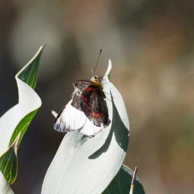 Delias nigrina (Black Jezebel) at Acton, ACT - 29 Apr 2022 by DPRees125