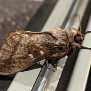 Oxycanus australis at Wright, ACT - 29 Apr 2022 06:55 PM