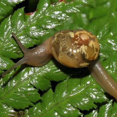 Mysticarion porrectus (Golden Semi-slug) at ANBG - 28 Apr 2022 by TimL