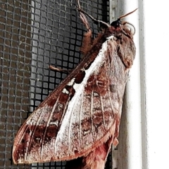 Oxycanus australis (Southern Oxycanus) at Crooked Corner, NSW - 28 Apr 2022 by Milly