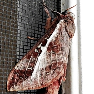 Oxycanus australis at Crooked Corner, NSW - 29 Apr 2022 07:59 AM