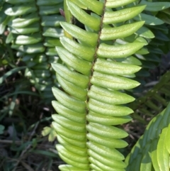 Pellaea falcata (Sickle Fern) at Green Cape, NSW - 24 Apr 2022 by JaneR