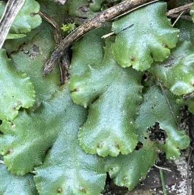 Marchantia sp. (genus) at Green Cape, NSW - 24 Apr 2022 by JaneR