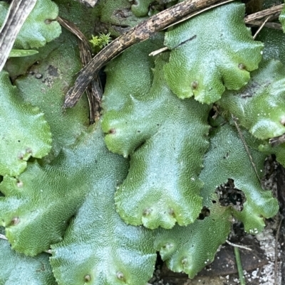 Unidentified Moss, Liverwort or Hornwort at Green Cape, NSW - 24 Apr 2022 by JaneR