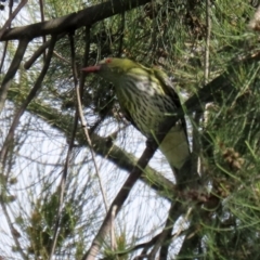 Oriolus sagittatus at Fyshwick, ACT - 29 Apr 2022