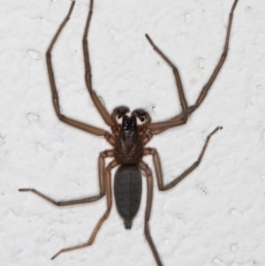 Gnaphosidae or Trochanteriidae (families) at Melba, ACT - 2 Apr 2022 10:51 PM