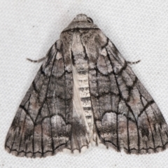Stibaroma melanotoxa (Grey-caped Line-moth) at Melba, ACT - 3 Apr 2022 by kasiaaus