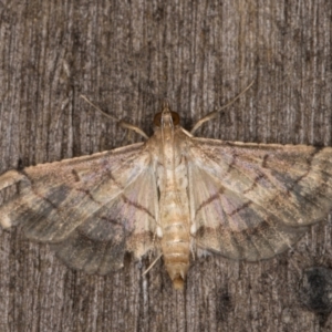 Cnaphalocrocis poeyalis at Melba, ACT - 3 Apr 2022