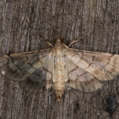 Cnaphalocrocis poeyalis at Melba, ACT - 3 Apr 2022