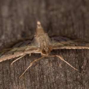 Cnaphalocrocis poeyalis at Melba, ACT - 3 Apr 2022