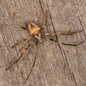 Novakiella trituberculosa at Melba, ACT - 3 Apr 2022 10:57 PM