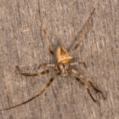 Novakiella trituberculosa at Melba, ACT - 3 Apr 2022 10:57 PM