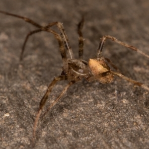 Novakiella trituberculosa at Melba, ACT - 3 Apr 2022 10:57 PM