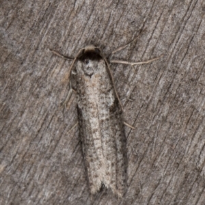 Lepidoscia adelopis, annosella and similar species at Melba, ACT - 3 Apr 2022