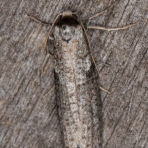 Lepidoscia adelopis, annosella and similar species at Melba, ACT - 3 Apr 2022